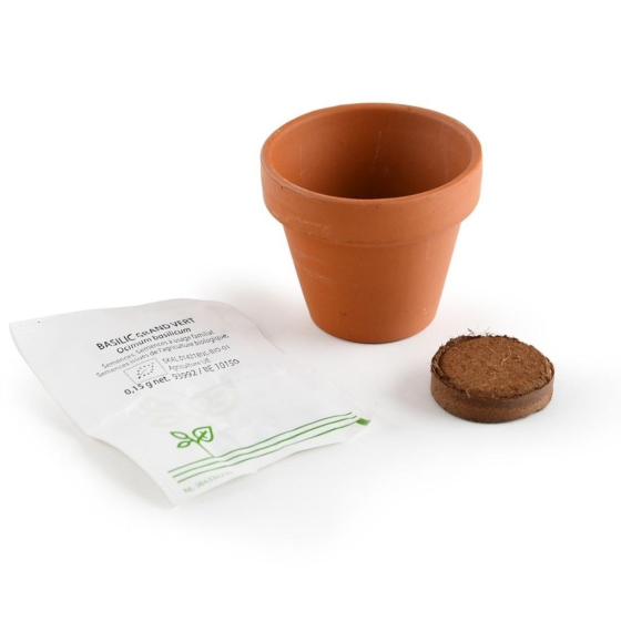 Mini kit 6 cm - Basilic