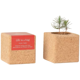 Grow Cube aimanté Sapin de Noël - boite rouge