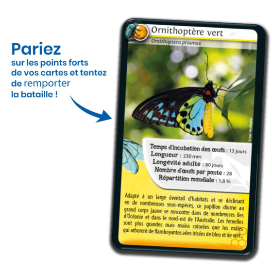 Défis nature : les insectes