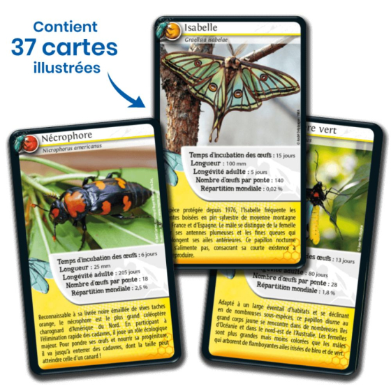 Défis nature : les insectes