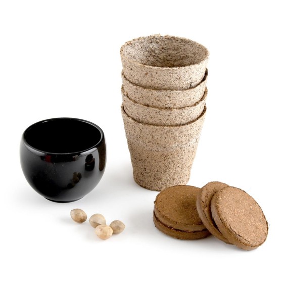 Kit Bonsaï - Ginkgo