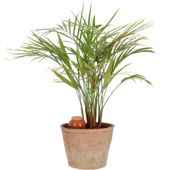 Arrosoir Olla pour plantes d'intérieur