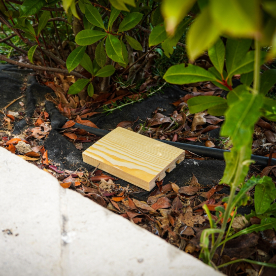 Piège Otiorrhynques adultes