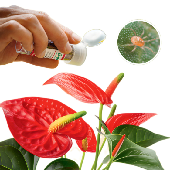 25 coccinelles anti cochenilles