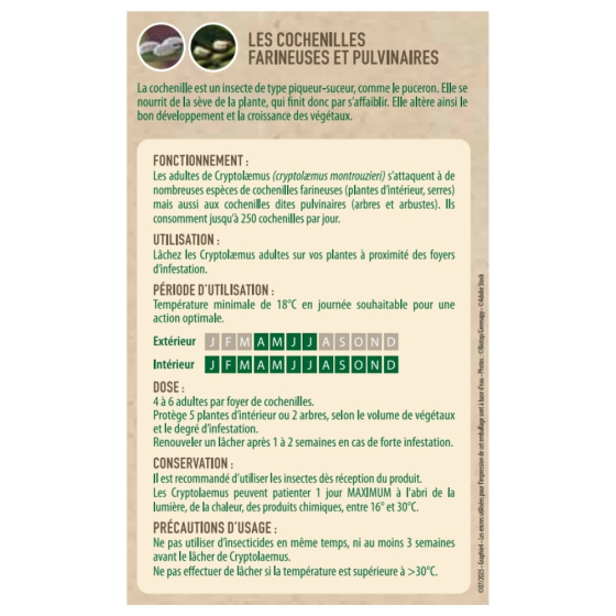 25 coccinelles anti cochenilles