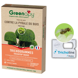Trichogrammes anti pyrale de buis Tricholine Buxus