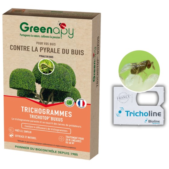 Trichogrammes anti pyrale de buis Tricholine Buxus