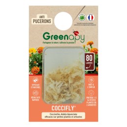 80 larves coccinelles anti-pucerons - Coccifly