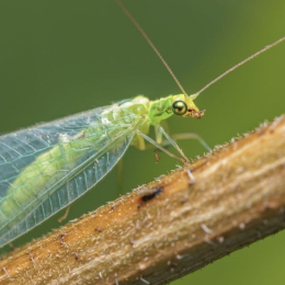 100 larves chrysopes anti-pucerons, cochenilles et acariens