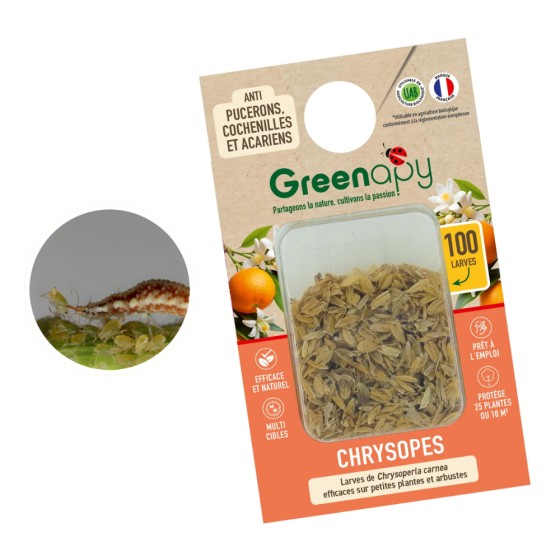 100 larves chrysopes anti-pucerons, cochenilles et acariens