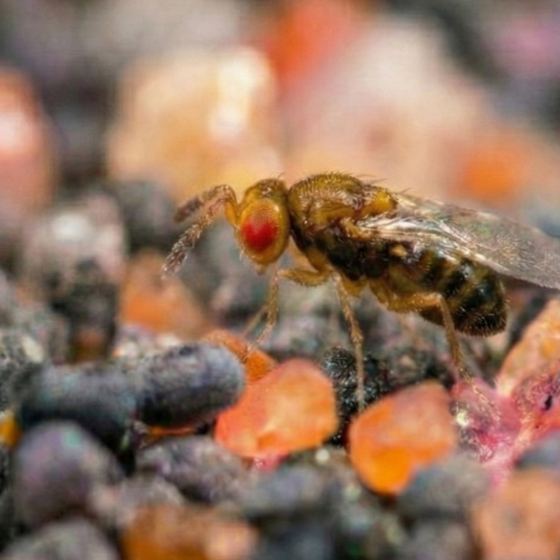 Tricholine jardins chenilles du potager