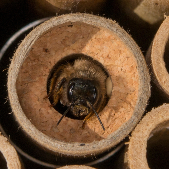 Cocons d'abeilles pollinisatrices (x20-30 env)