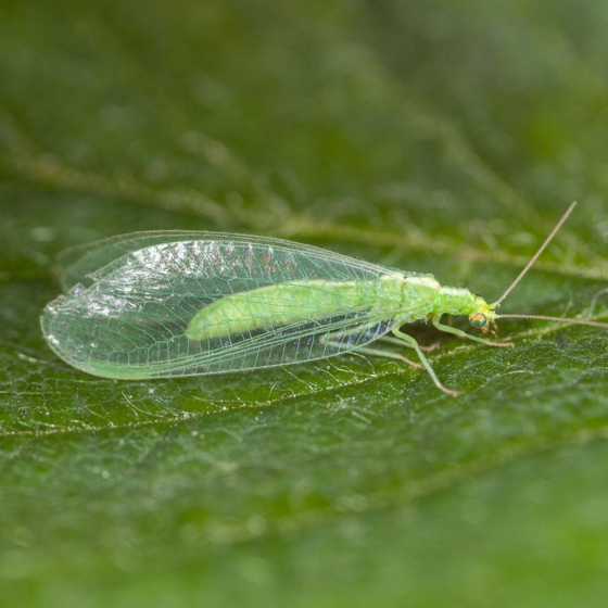 Kit : j'élève mes chrysopes Tout en 1