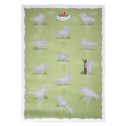 Poster à gratter Oiseaux
