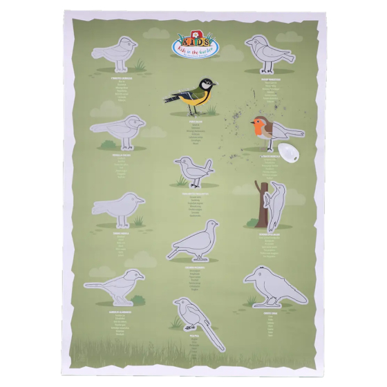 Poster à gratter Oiseaux