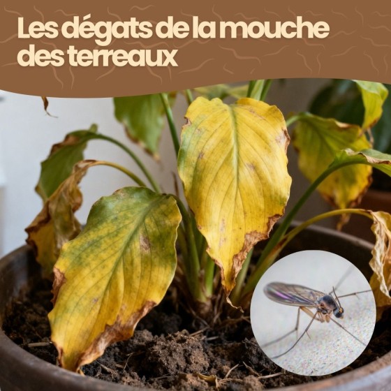 Nématodes SF contre mouches des terreaux - 3 millions - 15 pots