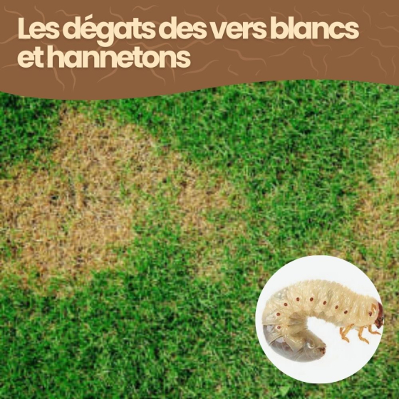 Nématodes HB contre vers blancs et hannetons - 500 millions - 1000 m²