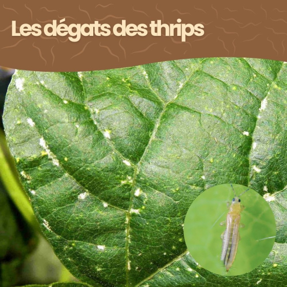 Nématodes SF contre thrips - 250 millions - 500 m²