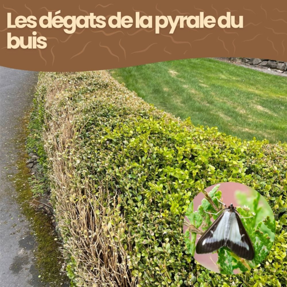 Nématodes SC contre pyrale du buis - 250 millions - 250 mètres de haie