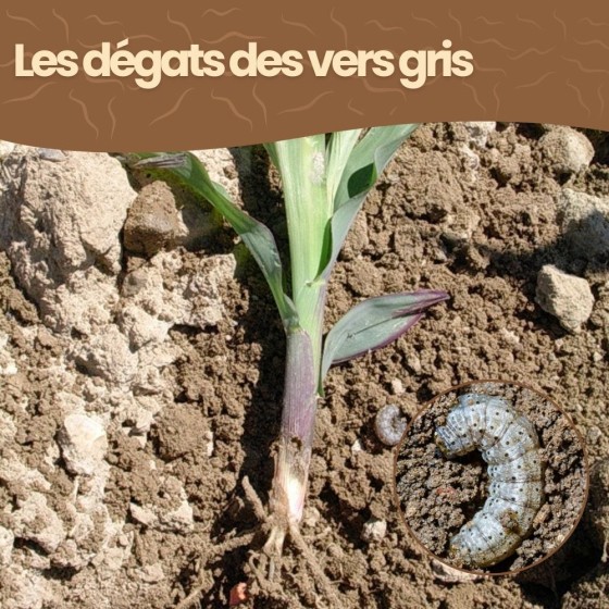 Nématodes SC contre vers gris - 5 millions - 10 m²