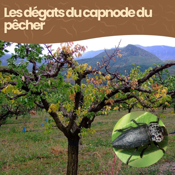 Nématodes SC contre capnode du pêcher - 50 millions - 10 arbres