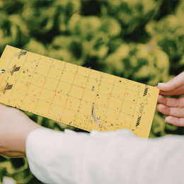 Piège englué jaunes 10 x 25 cm