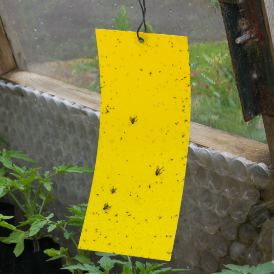 Piège englué jaunes 10 x 25 cm