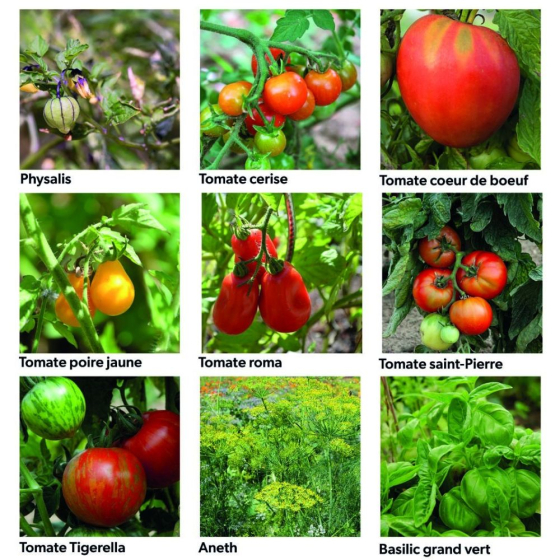 Coffret 40 sachets de graines