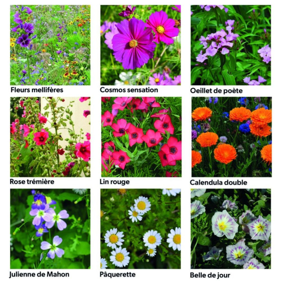 Coffret 40 sachets de graines