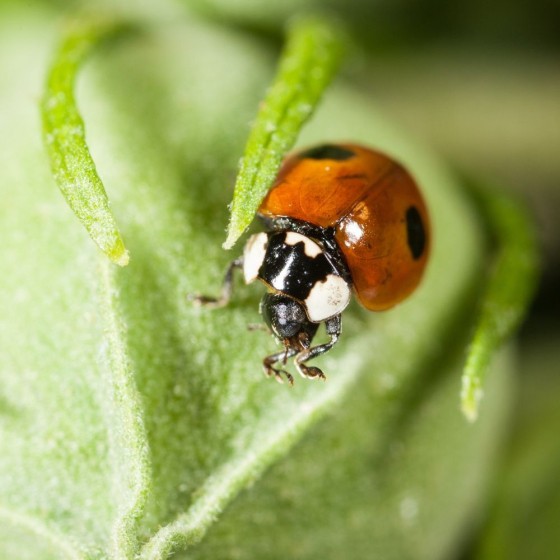 Kit d'élevage de coccinelles - Bon pour larves