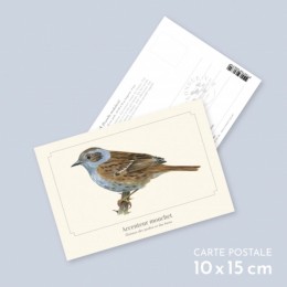  Accenteur mouchet - Carte postale pédagogique