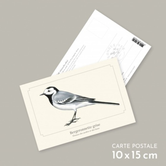 Bergeronnette grise - Carte postale pédagogique