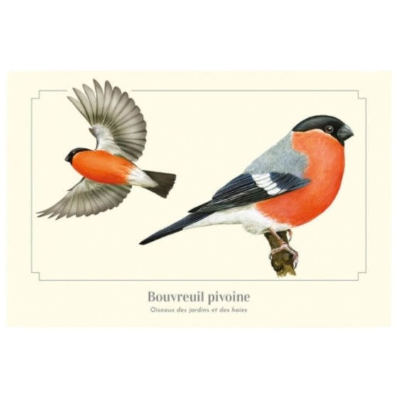 Bouvreuil pivoine - Carte postale pédagogique