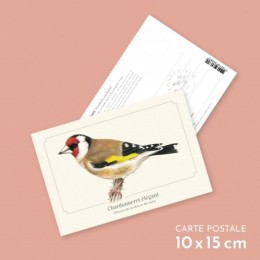 Chardonneret élégant - Carte postale pédagogique