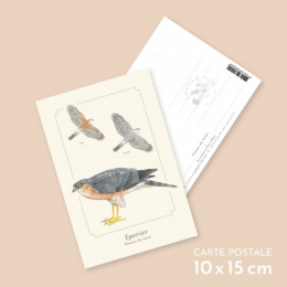 Épervier d'Europe - Carte postale pédagogique
