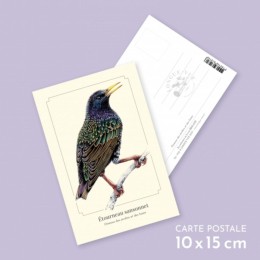 Étourneau sansonnet - Carte postale pédagogique
