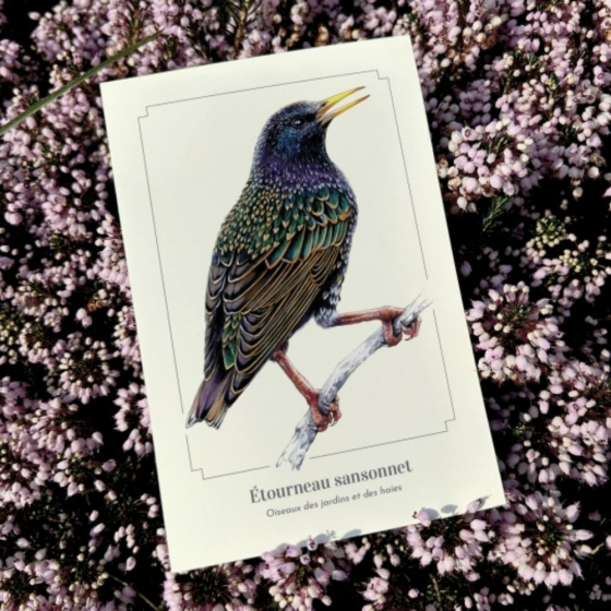 Étourneau sansonnet - Carte postale pédagogique