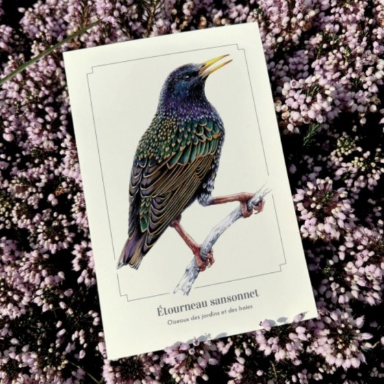 Étourneau sansonnet - Carte postale pédagogique