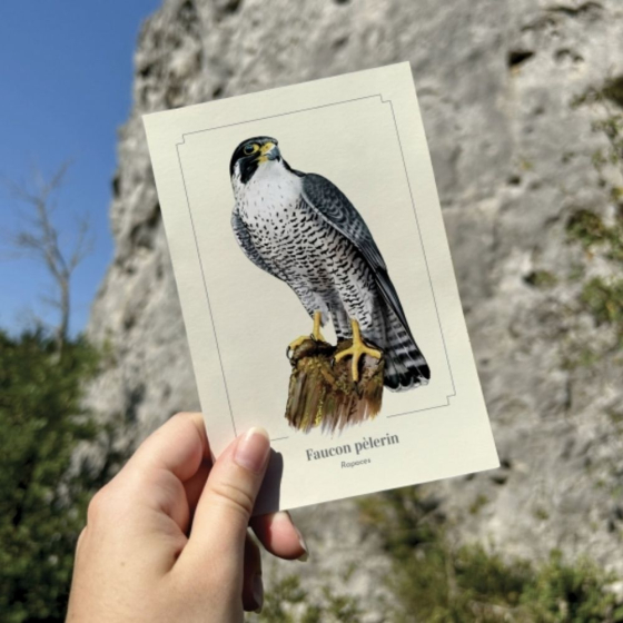 Faucon pèlerin - Carte postale pédagogique