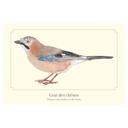 Geai des chênes - Carte postale pédagogique