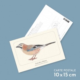 Geai des chênes - Carte postale pédagogique