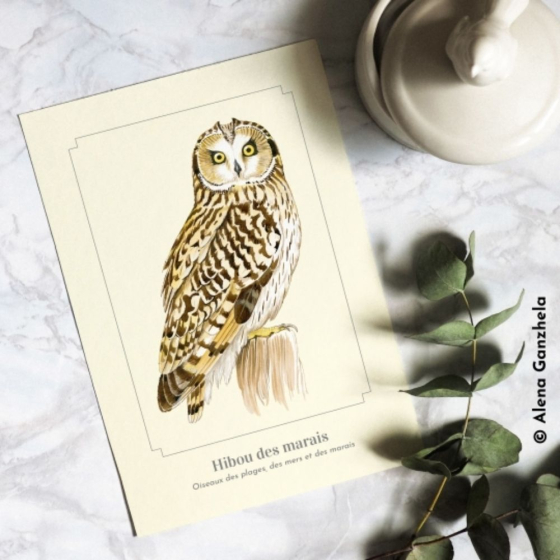 Hibou des marais - Carte postale pédagogique