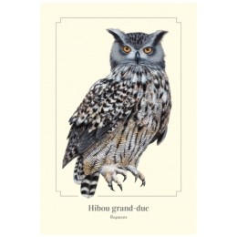 Hibou grand-duc - Carte postale pédagogique