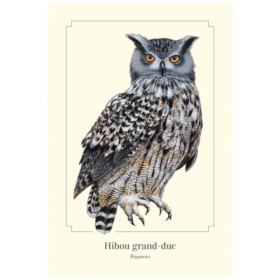 Hibou grand-duc - Carte postale pédagogique