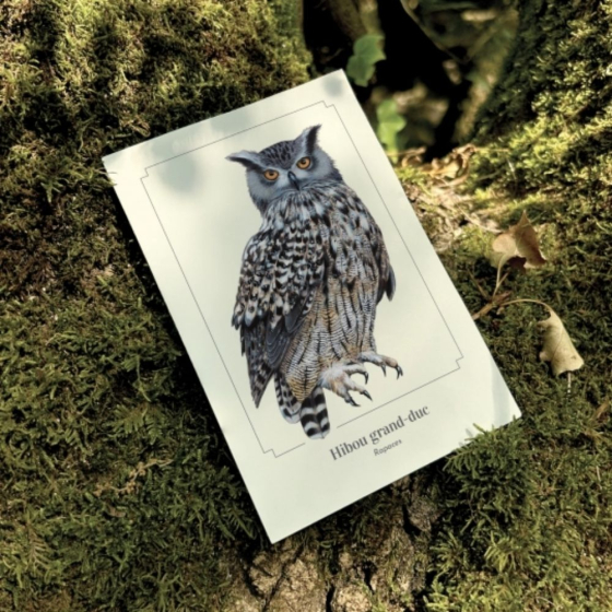 Hibou grand-duc - Carte postale pédagogique