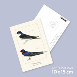 Hirondelles - Carte postale pédagogique