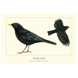 Merle noir - Carte postale pédagogique