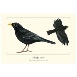 Merle noir - Carte postale pédagogique
