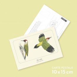 Pic vert - Carte postale pédagogique