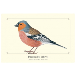 Pinson des arbres - Carte postale pédagogique